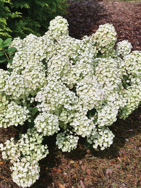 Hydrangea Paniculata 'tiny Quick Fire' - View 5 from www redcrocus com