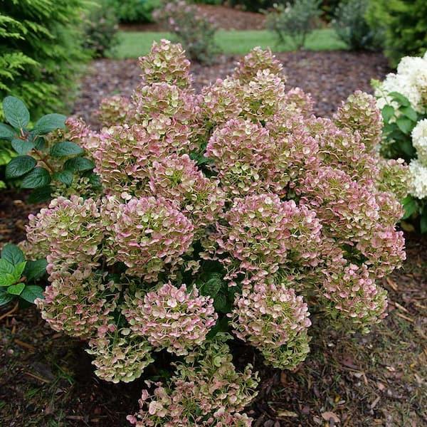 Hydrangea Paniculata 'tiny Quick Fire' - View 6 from www redcrocus com