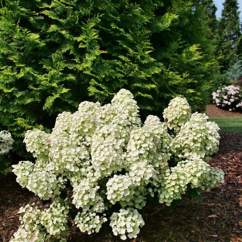 Hydrangea Paniculata 'tiny Quick Fire' - View 8 from www redcrocus com