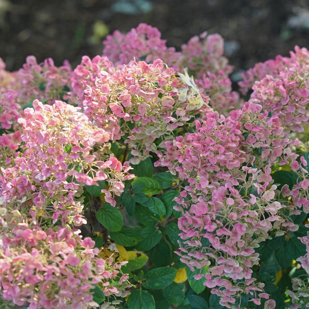 Hydrangea Paniculata 'tiny Quick Fire' - View 9 from www redcrocus com