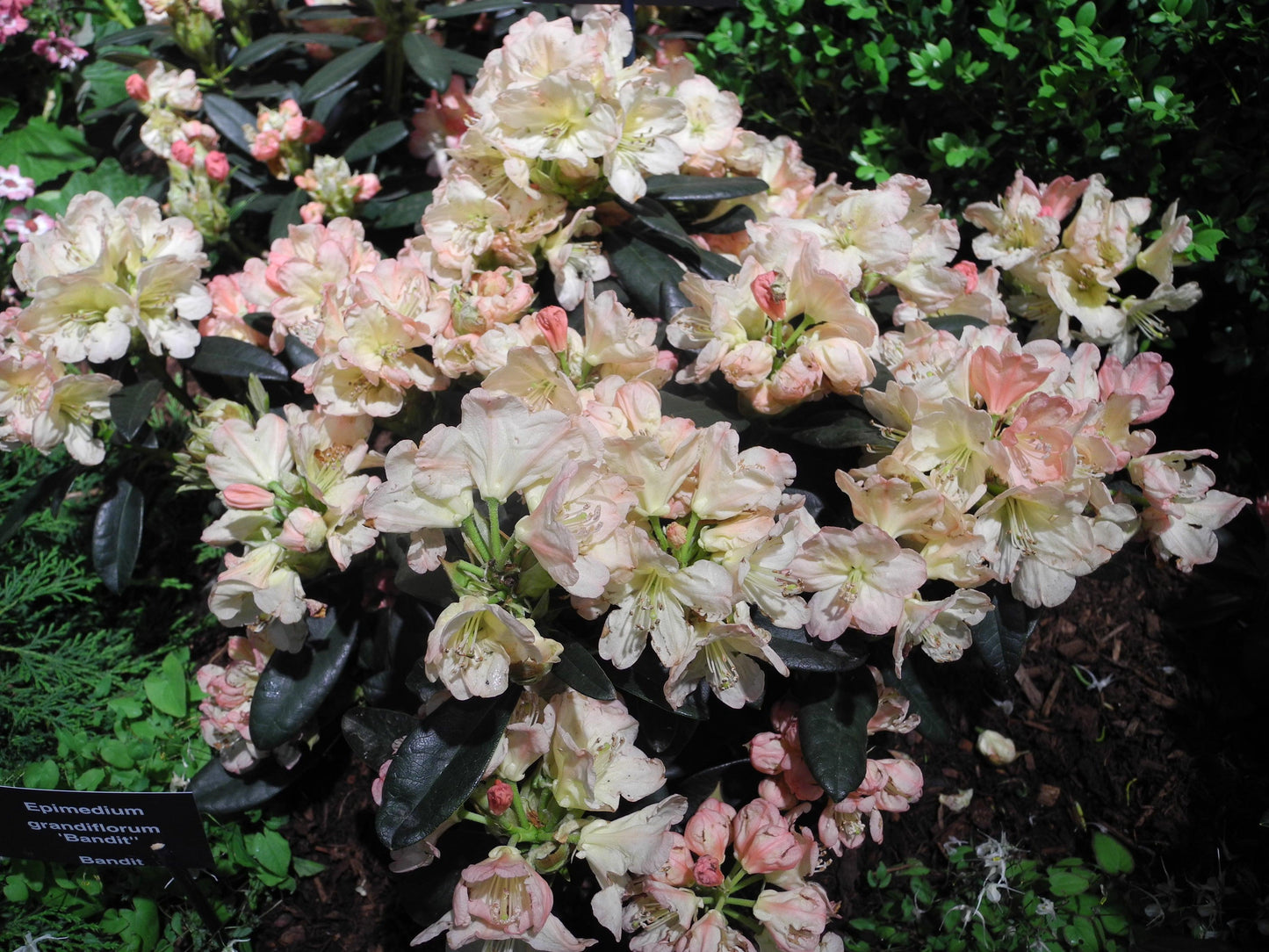 Rhododendron Yakushimanum 'ken Janek' - View 11 from www redcrocus com