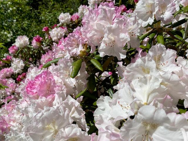 Rhododendron Yakushimanum 'ken Janek' - View 12 from www redcrocus com