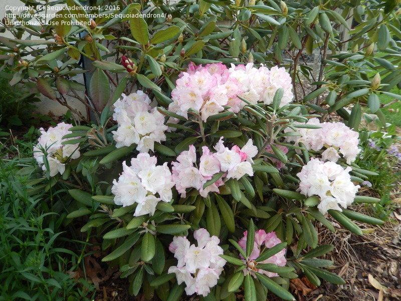 Rhododendron Yakushimanum 'ken Janek' - View 13 from www redcrocus com