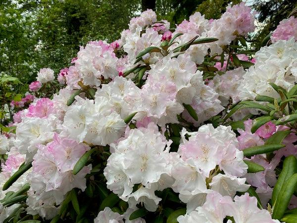 Rhododendron Yakushimanum 'ken Janek' - View 14 from www redcrocus com