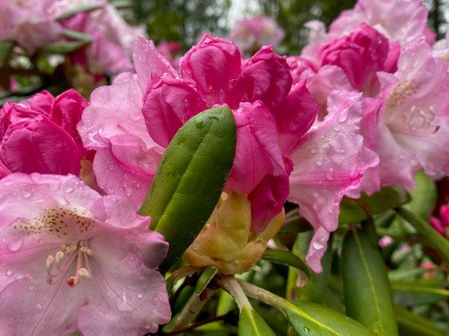 Rhododendron Yakushimanum 'ken Janek' - View 16 from www redcrocus com