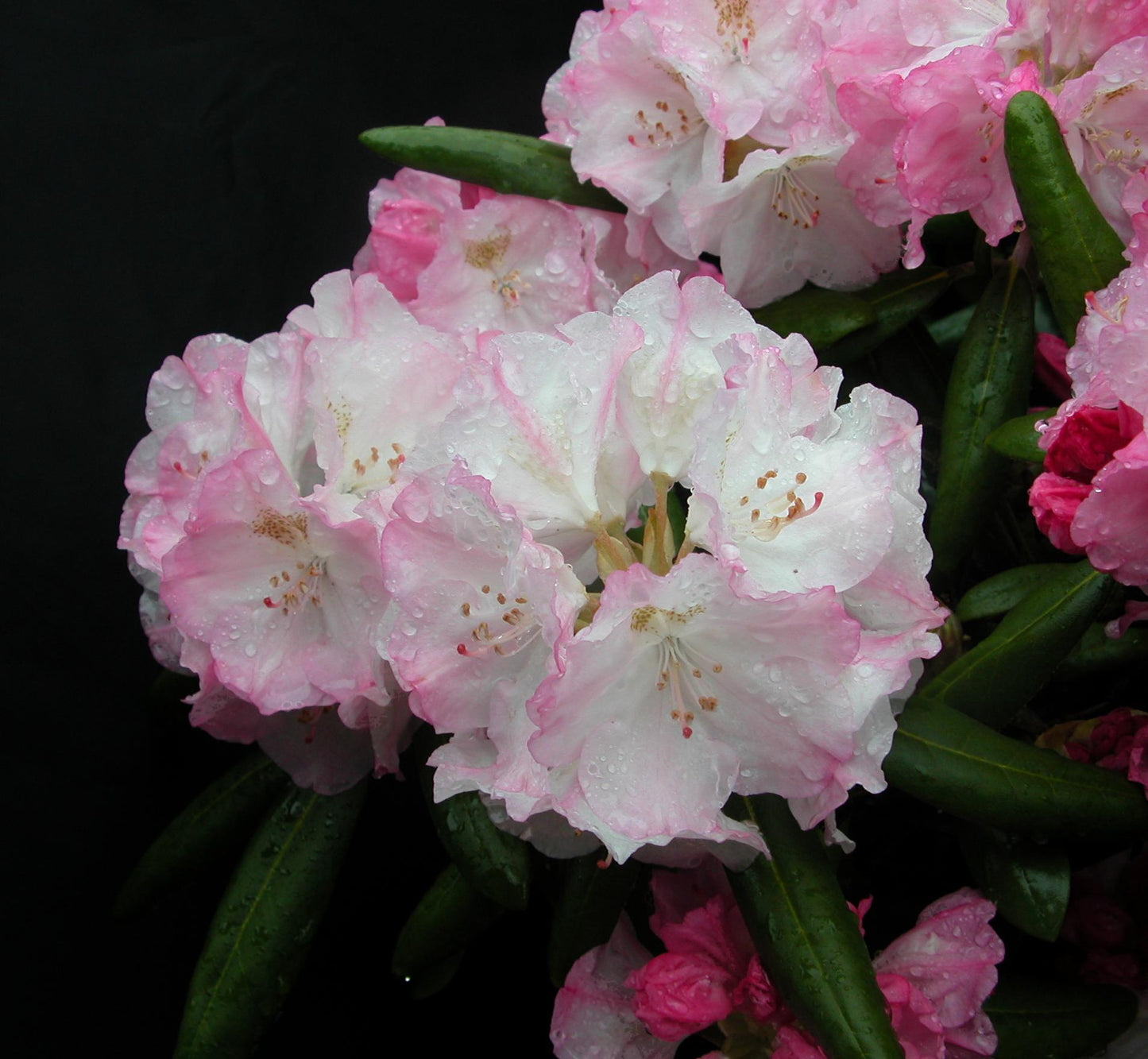 Rhododendron Yakushimanum 'ken Janek' - View 17 from www redcrocus com