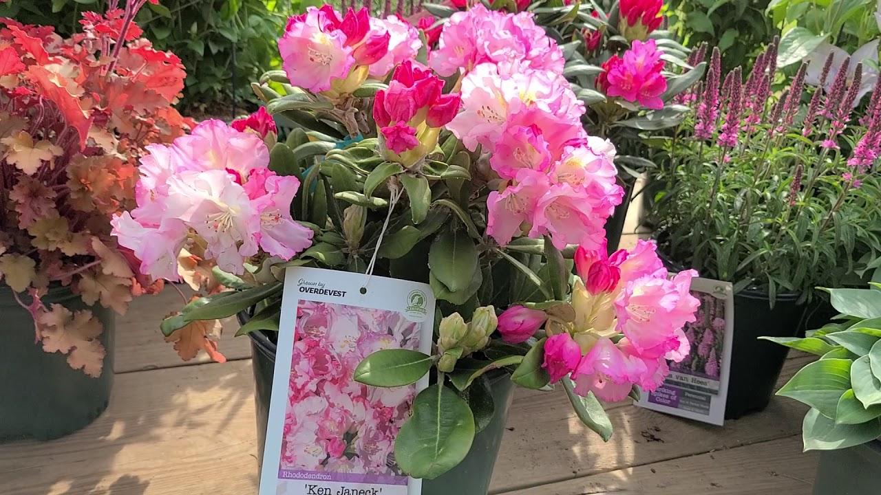 Rhododendron Yakushimanum 'ken Janek' - View 18 from www redcrocus com