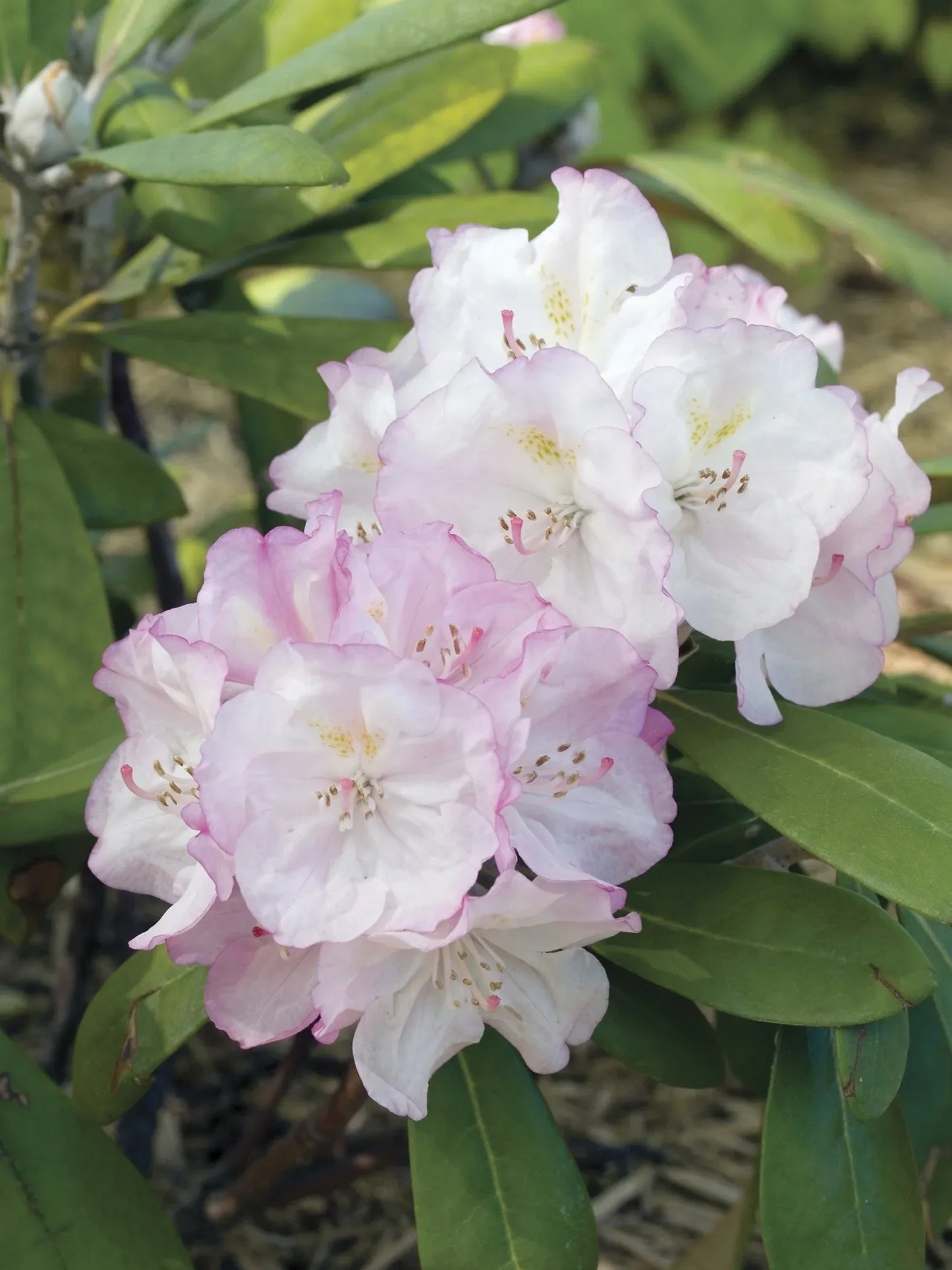 Rhododendron Yakushimanum 'ken Janek' - View 19 from www redcrocus com