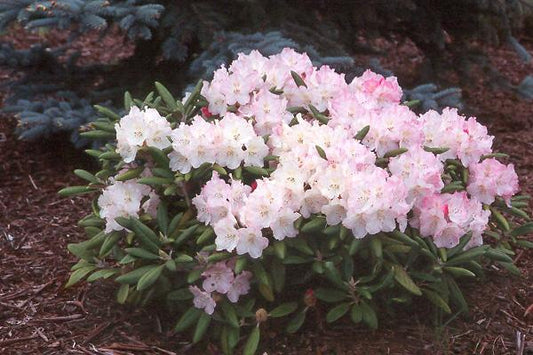 Rhododendron Yakushimanum 'ken Janek' - View 1 from www redcrocus com