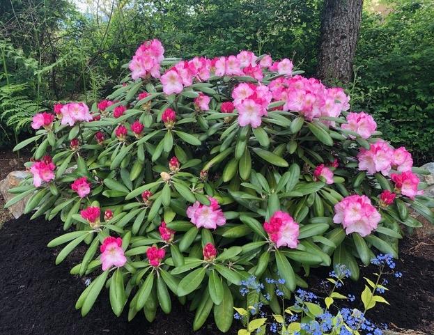 Rhododendron Yakushimanum 'ken Janek' - View 20 from www redcrocus com