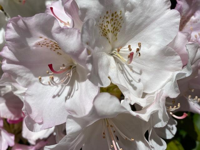 Rhododendron Yakushimanum 'ken Janek' - View 21 from www redcrocus com