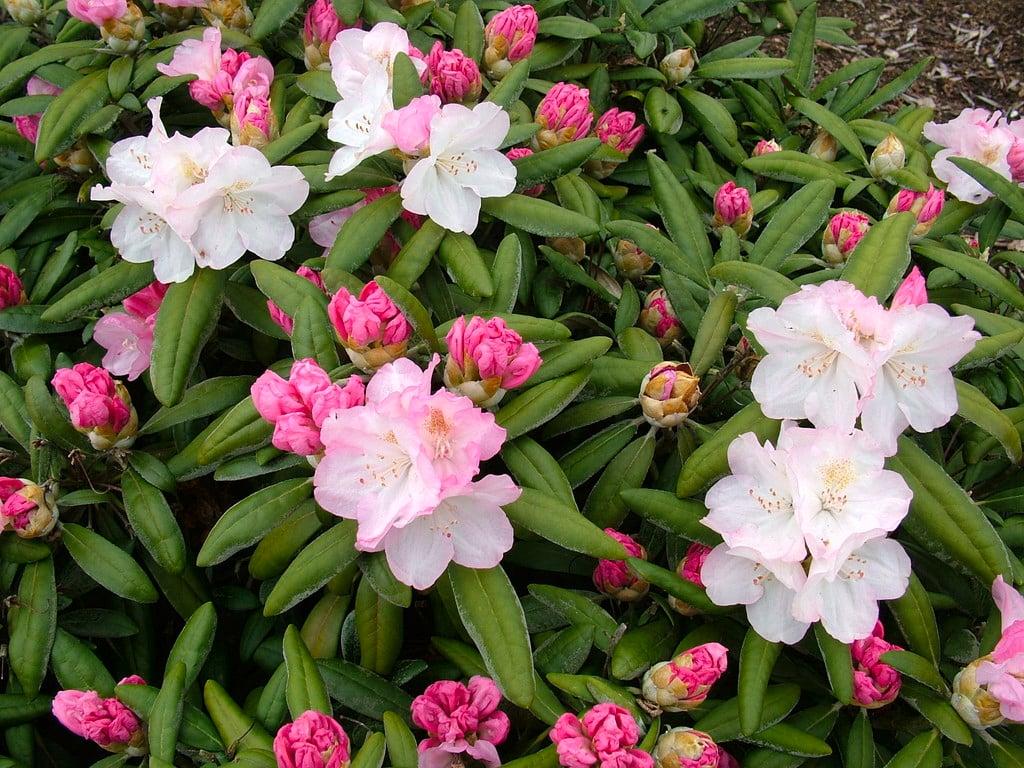 Rhododendron Yakushimanum 'ken Janek' - View 22 from www redcrocus com