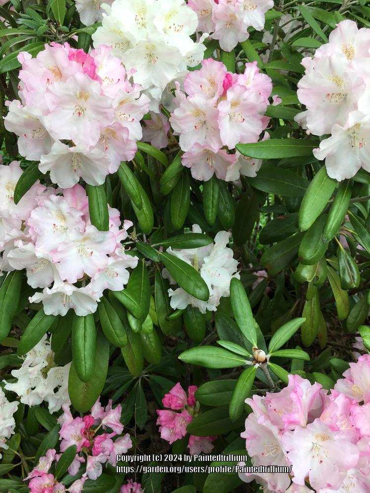 Rhododendron Yakushimanum 'ken Janek' - View 23 from www redcrocus com