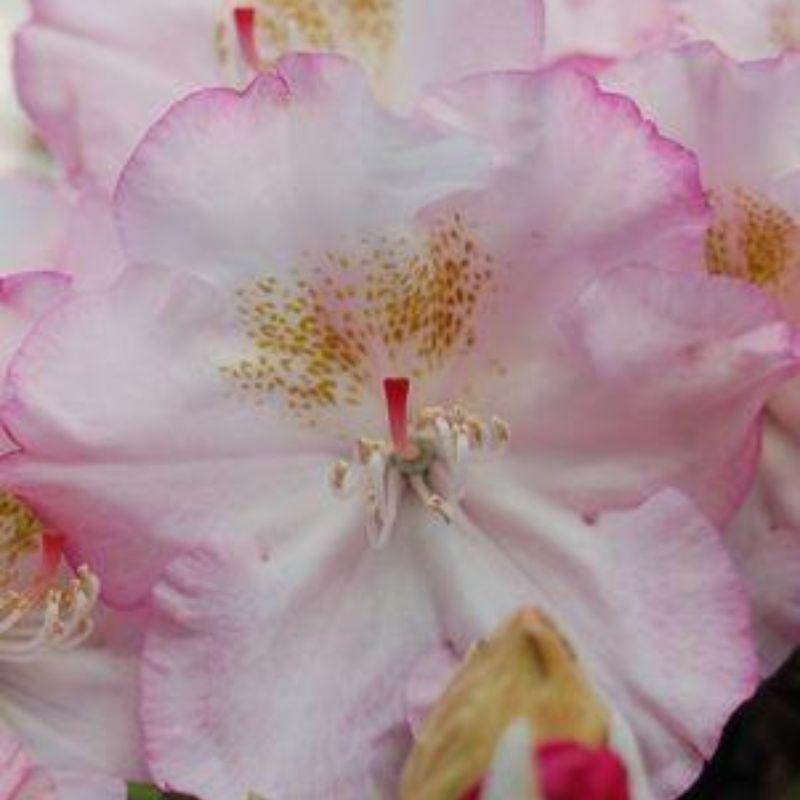Rhododendron Yakushimanum 'ken Janek' - View 24 from www redcrocus com