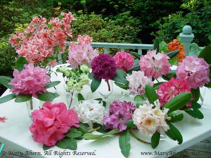 Rhododendron Yakushimanum 'ken Janek' - View 25 from www redcrocus com