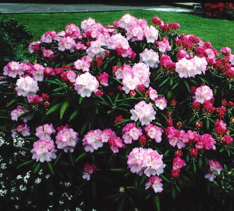 Rhododendron Yakushimanum 'ken Janek' - View 2 from www redcrocus com