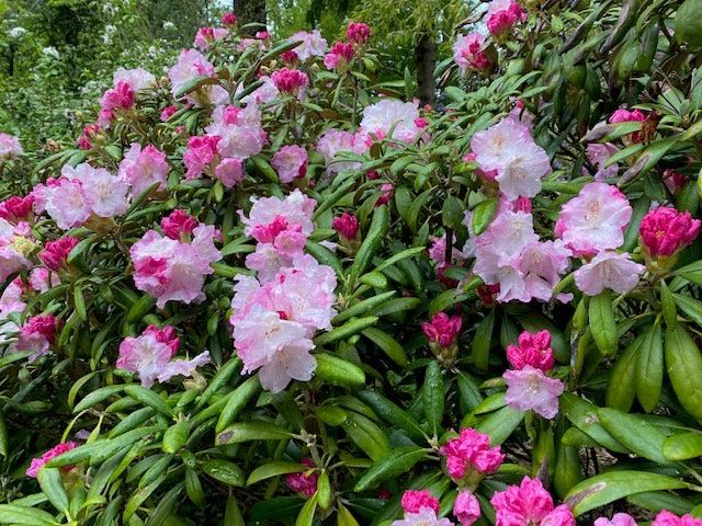 Rhododendron Yakushimanum 'ken Janek' - View 3 from www redcrocus com