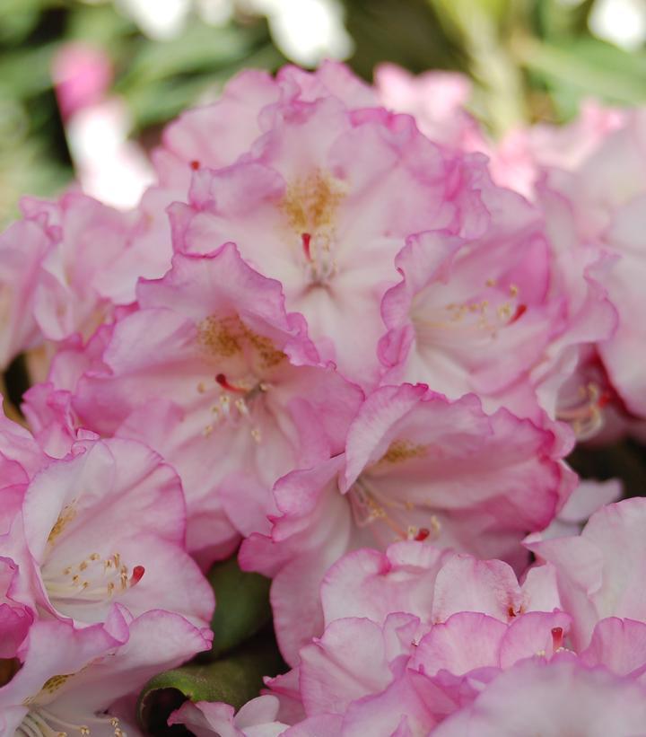 Rhododendron Yakushimanum 'ken Janek' - View 4 from www redcrocus com