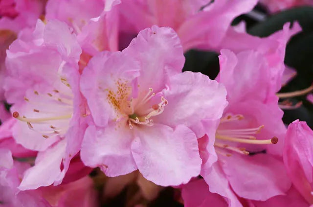 Rhododendron Yakushimanum 'ken Janek' - View 5 from www redcrocus com