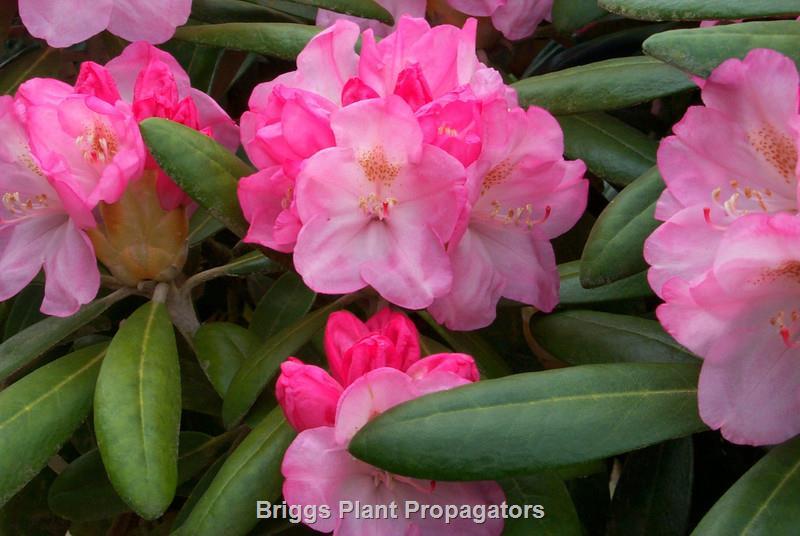Rhododendron Yakushimanum 'ken Janek' - View 6 from www redcrocus com