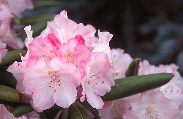 Rhododendron Yakushimanum 'ken Janek' - View 7 from www redcrocus com