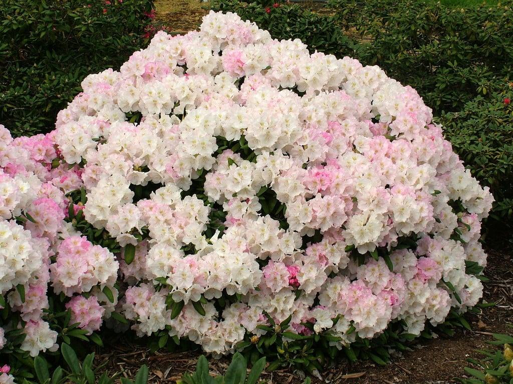 Rhododendron Yakushimanum 'ken Janek' - View 8 from www redcrocus com