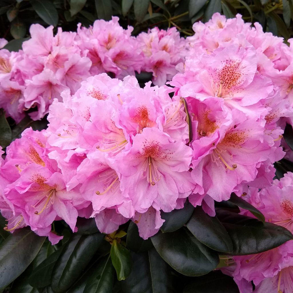 Rhododendron Scintillation - View 12 from www redcrocus com