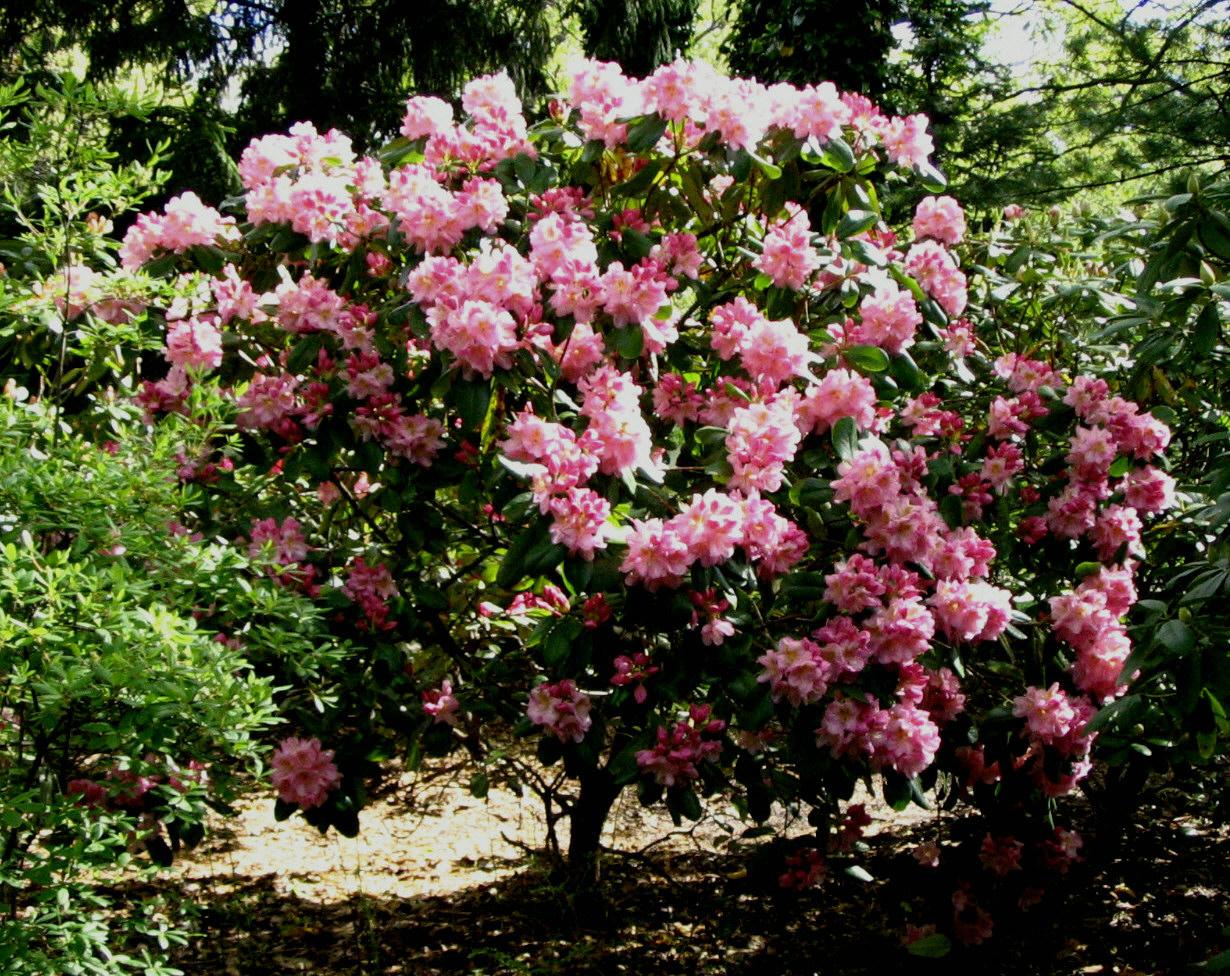 Rhododendron Scintillation - View 14 from www redcrocus com