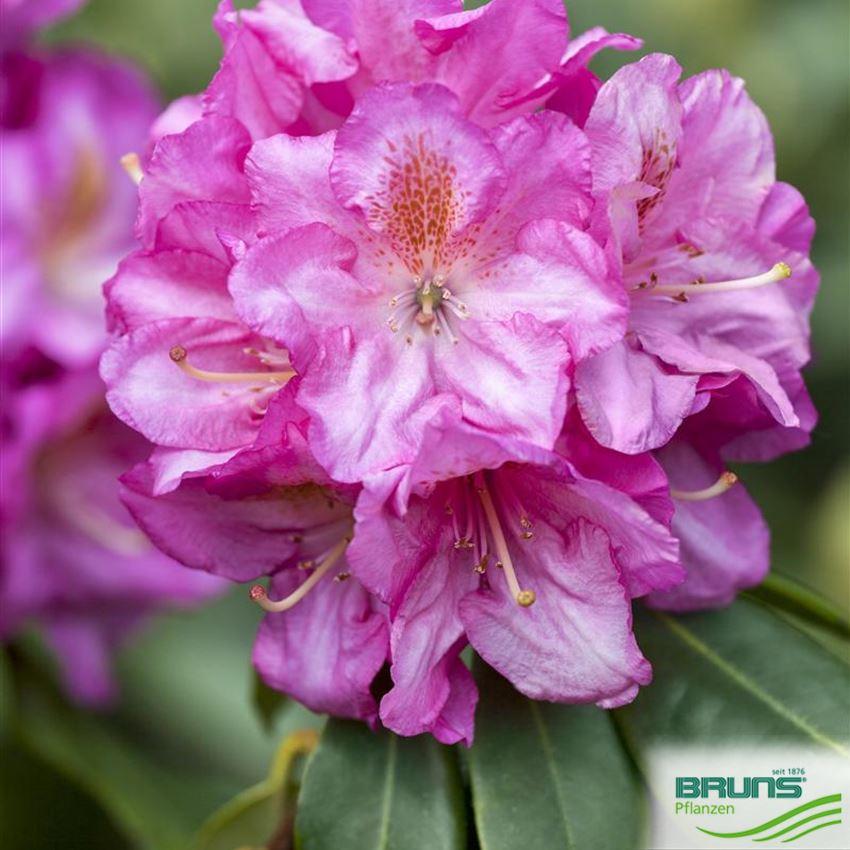 Rhododendron Scintillation - View 17 from www redcrocus com