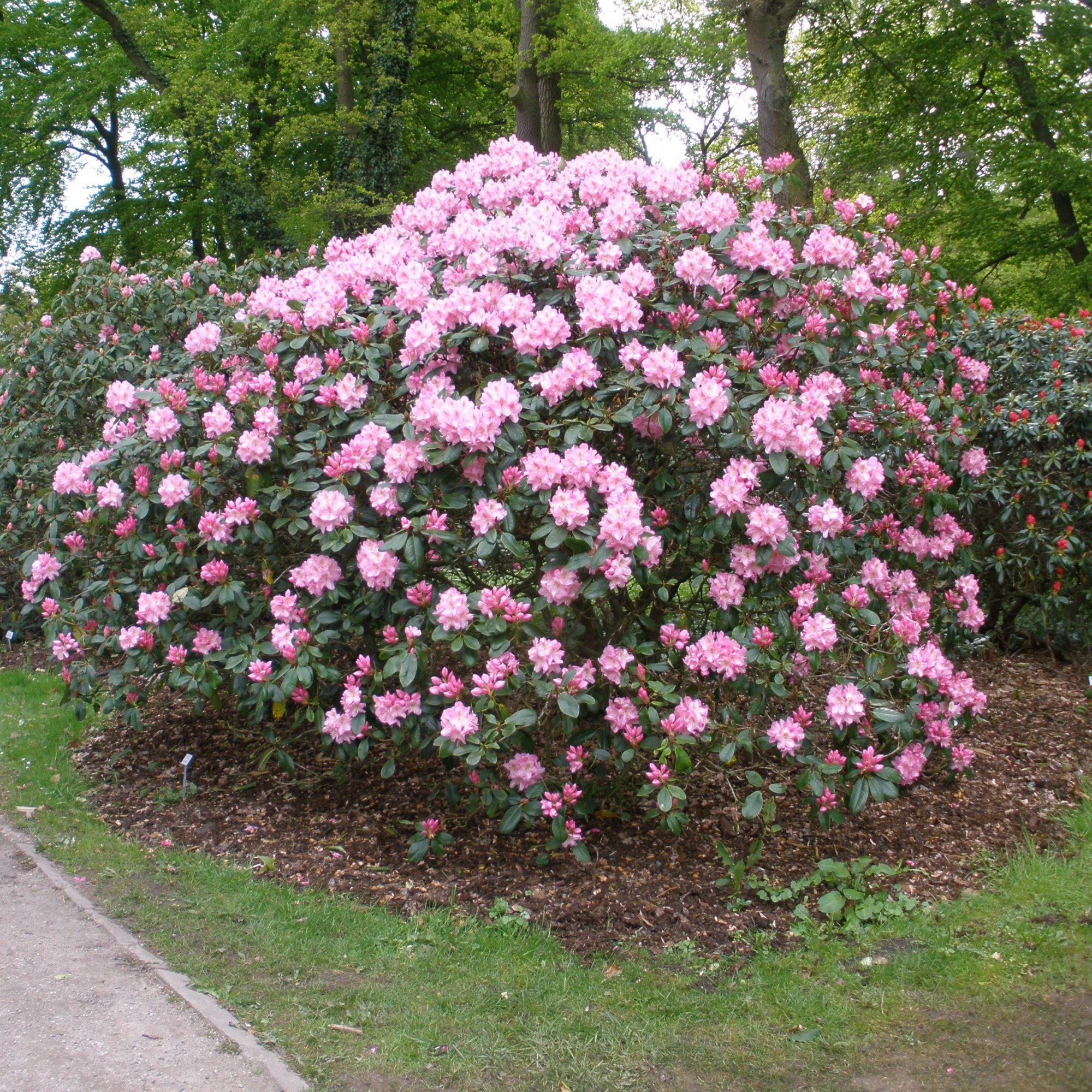 Compact Maximum Rhododendron RedCrocus Rhododendron 'Scintillation'- Compact Evergreen 6 Gallon