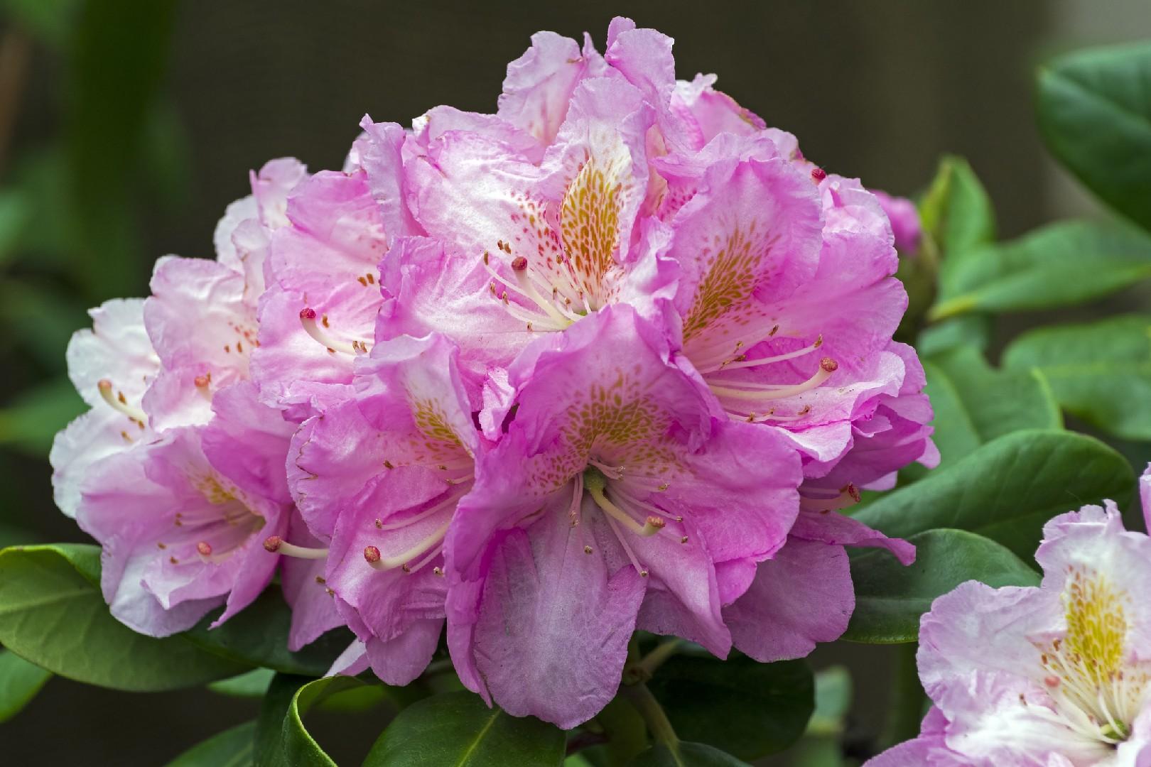 Rhododendron Scintillation - View 4 from www redcrocus com