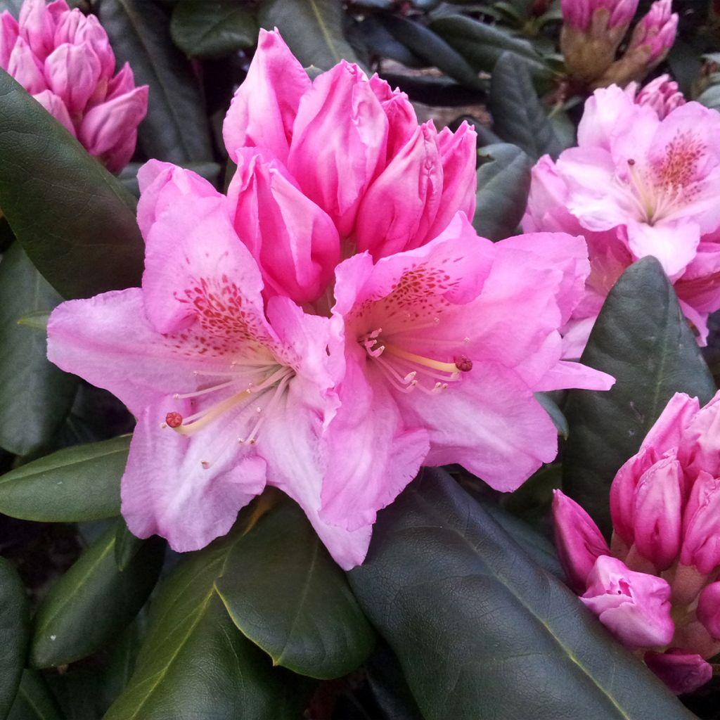 Rhododendron Scintillation - View 5 from www redcrocus com