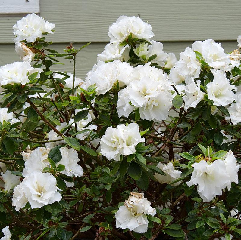 Azalea Perfecto Mundo Double White - View 10 from www redcrocus com