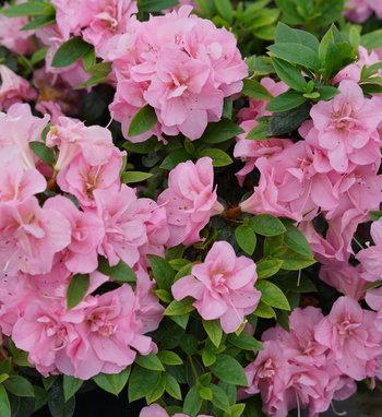 Azalea Perfecto Mundo Double White - View 11 from www redcrocus com