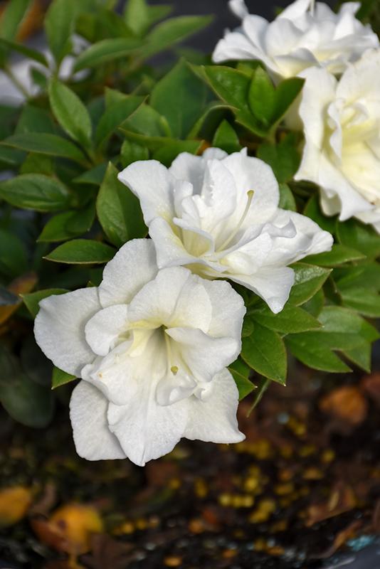 Azalea Perfecto Mundo Double White - View 17 from www redcrocus com
