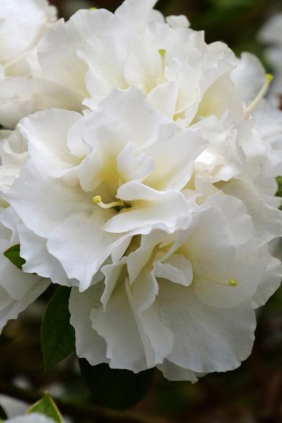 Azalea Perfecto Mundo Double White - View 18 from www redcrocus com