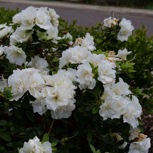 Azalea Perfecto Mundo Double White - View 1 from www redcrocus com