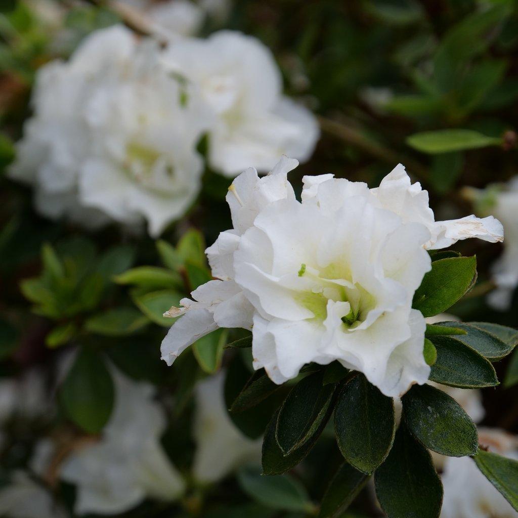 Azalea Perfecto Mundo Double White - View 2 from www redcrocus com