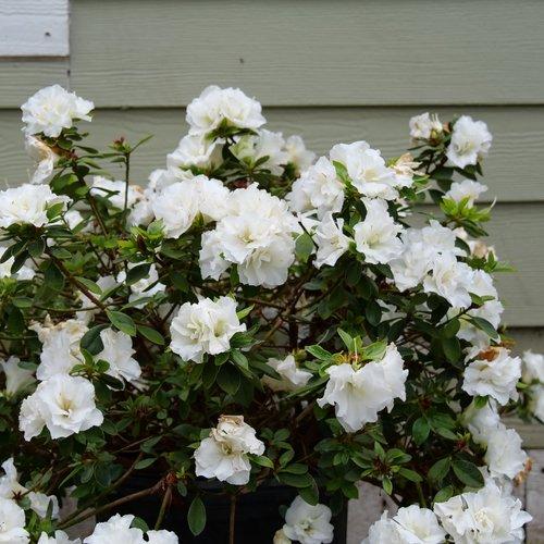 Azalea Perfecto Mundo Double White - View 3 from www redcrocus com