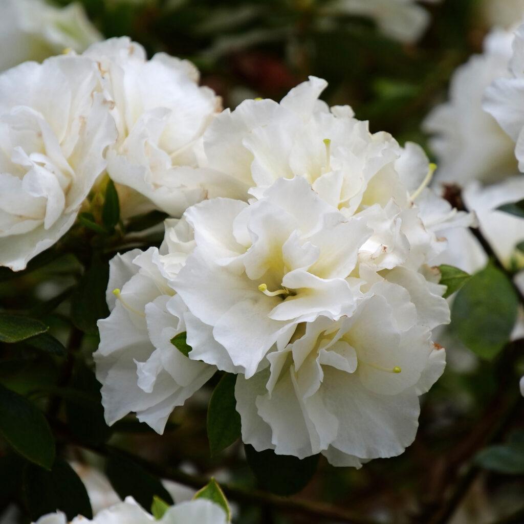Azalea Perfecto Mundo Double White - View 4 from www redcrocus com
