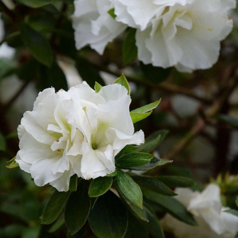 Azalea Perfecto Mundo Double White - View 5 from www redcrocus com