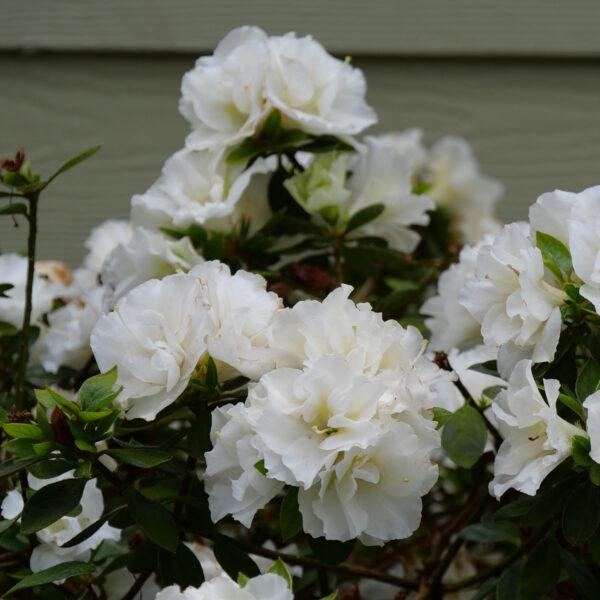 Azalea Perfecto Mundo Double White - View 6 from www redcrocus com
