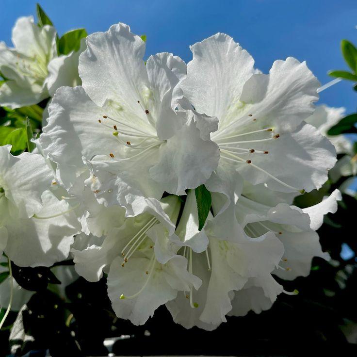 Azalea Perfecto Mundo Double White - View 7 from www redcrocus com