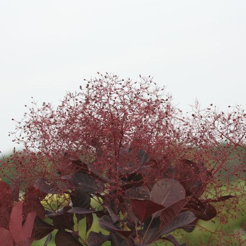 Cotinus Coggygria Winecraft Black - View 10 from www redcrocus com