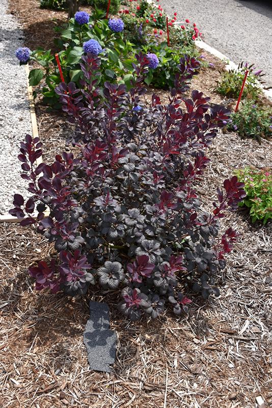 Cotinus Coggygria Winecraft Black - View 11 from www redcrocus com