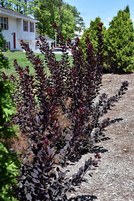 Cotinus Coggygria Winecraft Black - View 12 from www redcrocus com