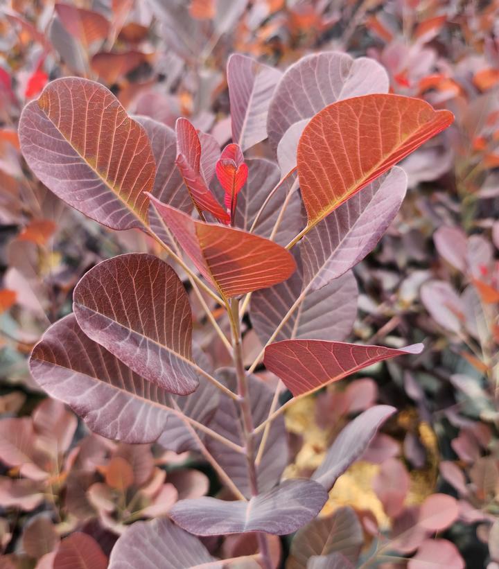 Cotinus Coggygria Winecraft Black - View 13 from www redcrocus com