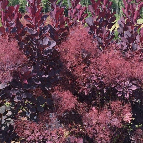 Cotinus Coggygria Winecraft Black - View 15 from www redcrocus com