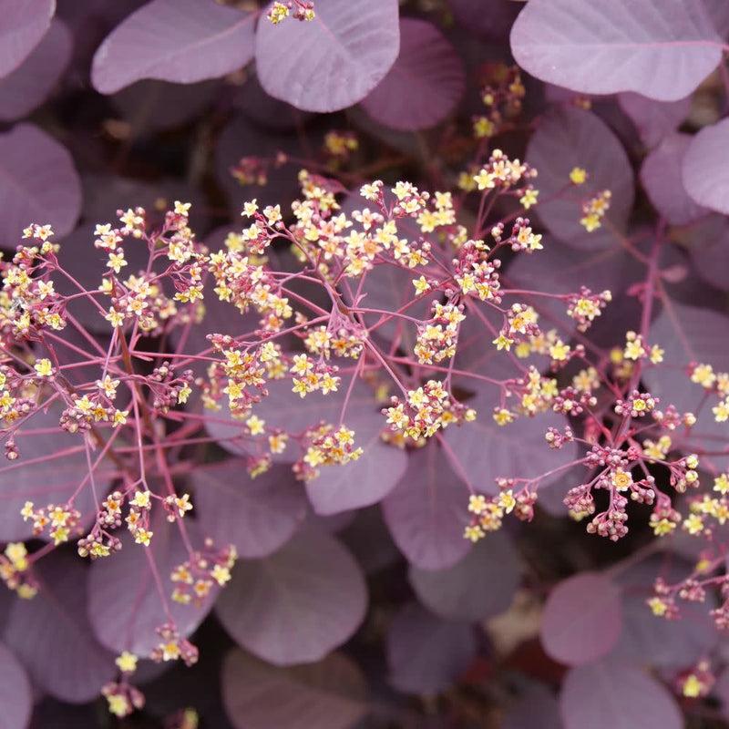 Cotinus Coggygria Winecraft Black - View 16 from www redcrocus com
