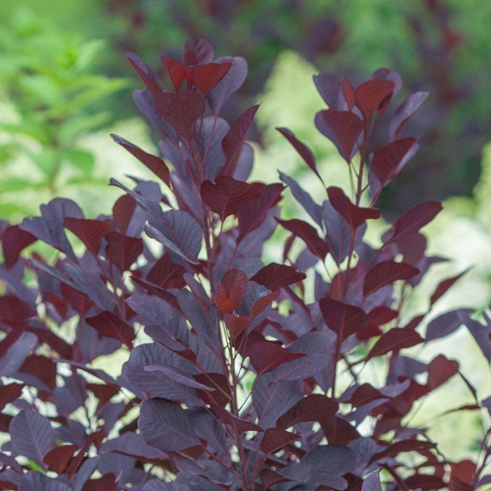 Cotinus Coggygria Winecraft Black - View 17 from www redcrocus com
